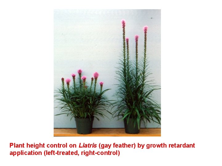 Plant height control on Liatris (gay feather) by growth retardant application (left-treated, right-control) 