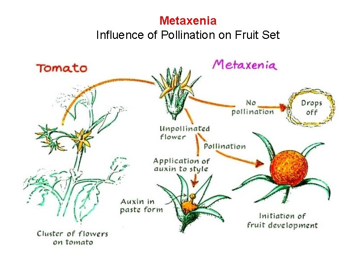 Metaxenia Influence of Pollination on Fruit Set 