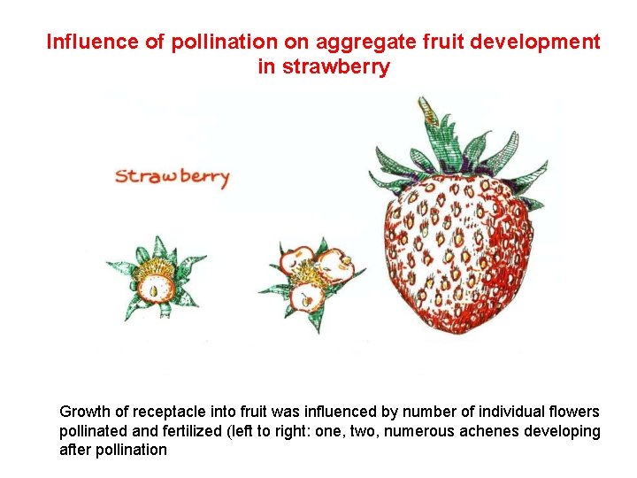 Influence of pollination on aggregate fruit development in strawberry Growth of receptacle into fruit