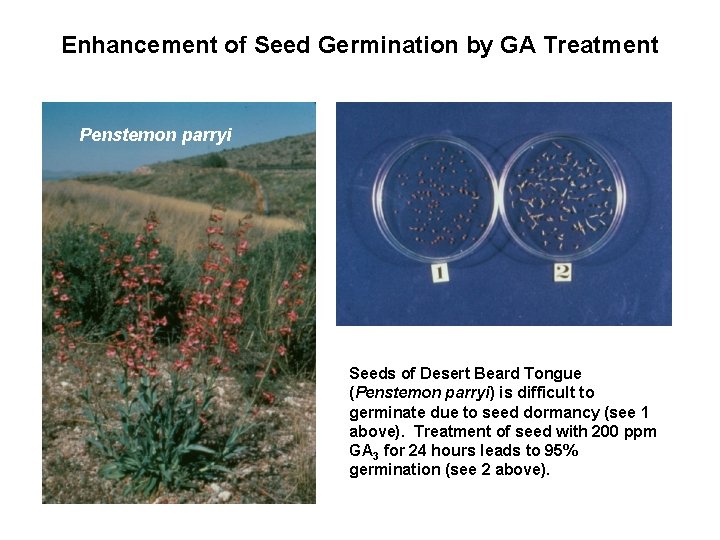 Enhancement of Seed Germination by GA Treatment Penstemon parryi Seeds of Desert Beard Tongue