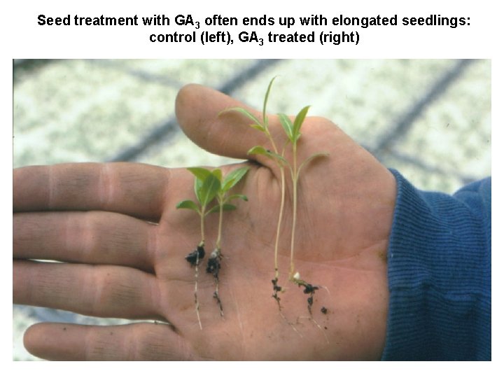 Seed treatment with GA 3 often ends up with elongated seedlings: control (left), GA