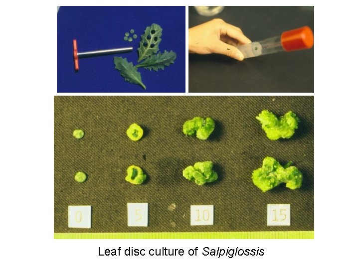 Leaf disc culture of Salpiglossis 