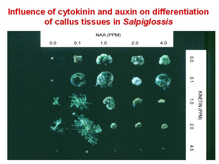 Influence of cytokinin and auxin on differentiation of callus tissues in Salpiglossis 
