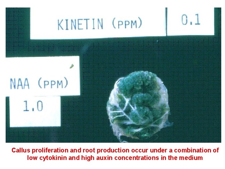 Callus proliferation and root production occur under a combination of low cytokinin and high