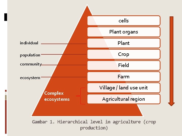 cells Plant organs individual Plant population Crop community Field ecosystem Farm Complex ecosystems Village