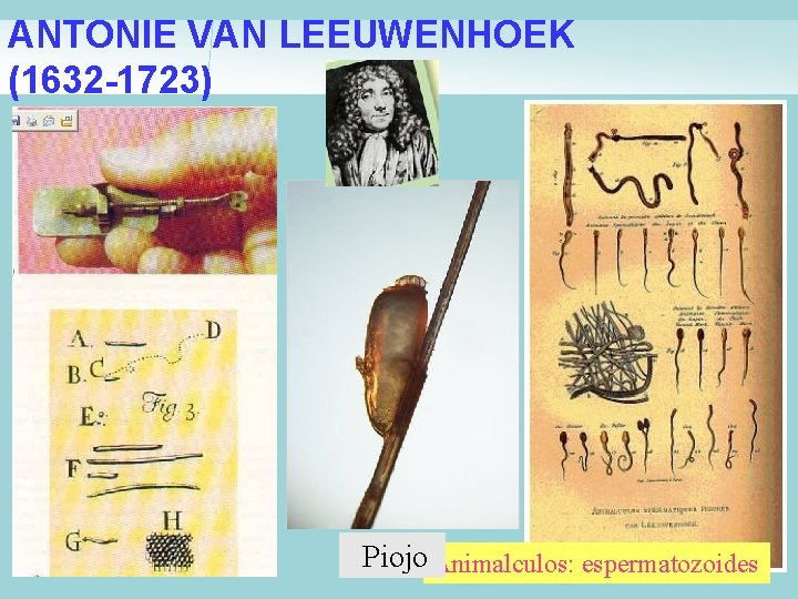 ANTONIE VAN LEEUWENHOEK (1632 -1723) Piojo Animalculos: espermatozoides ANTONIE VAN LEEUWENHOEK (1632 -1723) Piojo Animalculos: espermatozoides