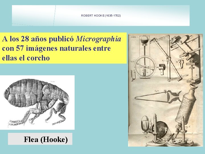 ROBERT HOOKE (1635 -1702) A los 28 años publicó Micrographia con 57 imágenes naturales ROBERT HOOKE (1635 -1702) A los 28 años publicó Micrographia con 57 imágenes naturales