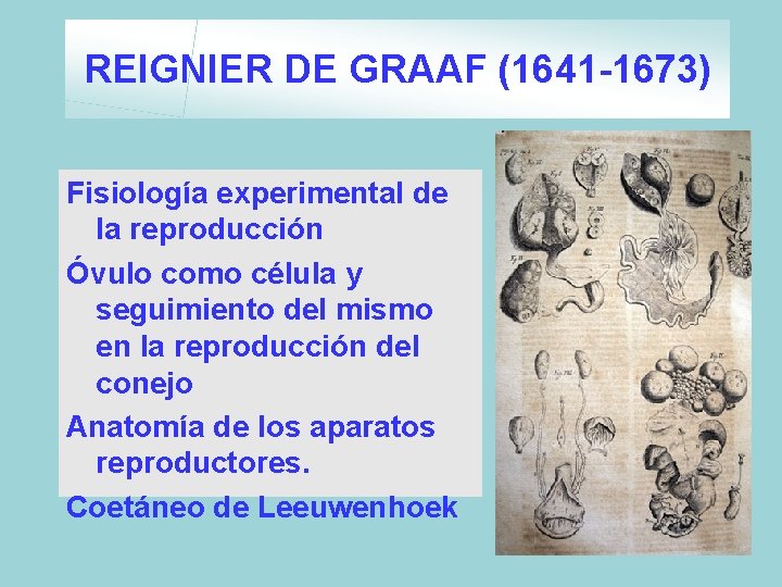 REIGNIER DE GRAAF (1641 -1673) Fisiología experimental de la reproducción Óvulo como célula y REIGNIER DE GRAAF (1641 -1673) Fisiología experimental de la reproducción Óvulo como célula y