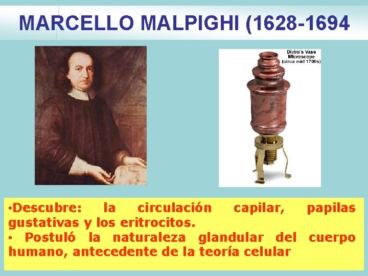 MARCELLO MALPIGHI (1628 -1694 • Descubre: la circulación capilar, papilas gustativas y los eritrocitos. MARCELLO MALPIGHI (1628 -1694 • Descubre: la circulación capilar, papilas gustativas y los eritrocitos.