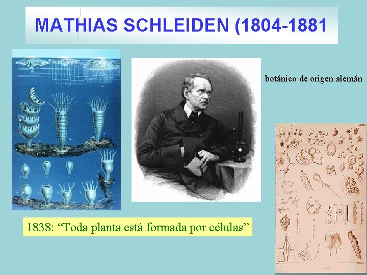 MATHIAS SCHLEIDEN (1804 -1881 botánico de origen alemán 1838: “Toda planta está formada por MATHIAS SCHLEIDEN (1804 -1881 botánico de origen alemán 1838: “Toda planta está formada por