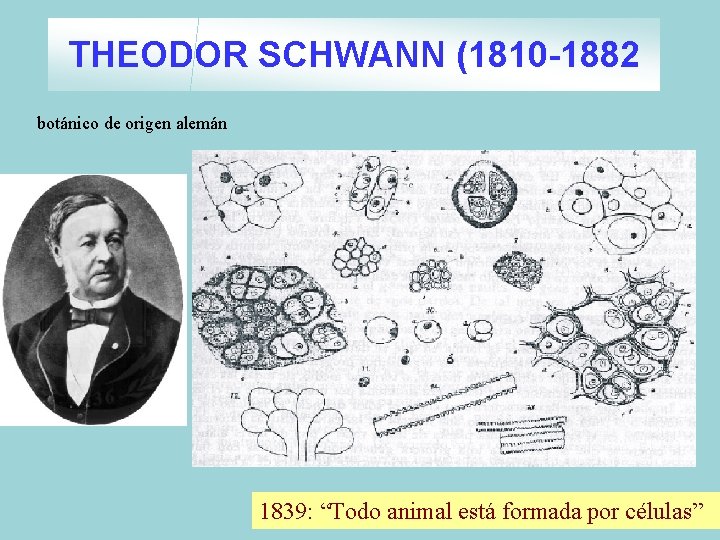 THEODOR SCHWANN (1810 -1882 botánico de origen alemán 1839: “Todo animal está formada por THEODOR SCHWANN (1810 -1882 botánico de origen alemán 1839: “Todo animal está formada por