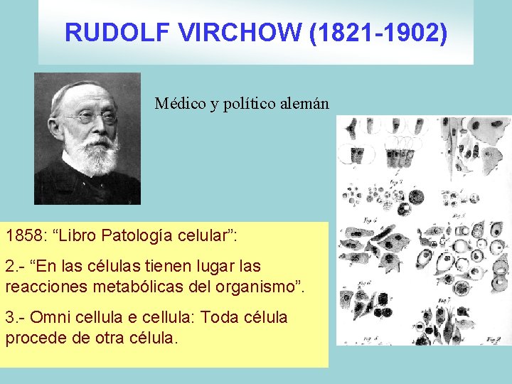 RUDOLF VIRCHOW (1821 -1902) Médico y político alemán 1858: “Libro Patología celular”: 2. - RUDOLF VIRCHOW (1821 -1902) Médico y político alemán 1858: “Libro Patología celular”: 2. -