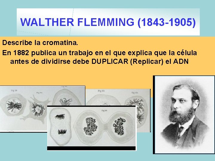 WALTHER FLEMMING (1843 -1905) Describe la cromatina. En 1882 publica un trabajo en el WALTHER FLEMMING (1843 -1905) Describe la cromatina. En 1882 publica un trabajo en el
