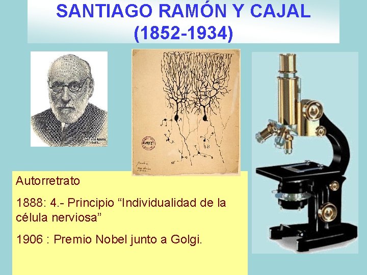 SANTIAGO RAMÓN Y CAJAL (1852 -1934) Autorretrato 1888: 4. - Principio “Individualidad de la SANTIAGO RAMÓN Y CAJAL (1852 -1934) Autorretrato 1888: 4. - Principio “Individualidad de la