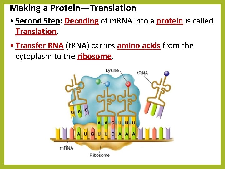 Making a Protein—Translation • Second Step: Decoding of m. RNA into a protein is