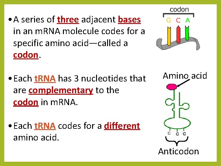  • A series of three adjacent bases in an m. RNA molecule codes