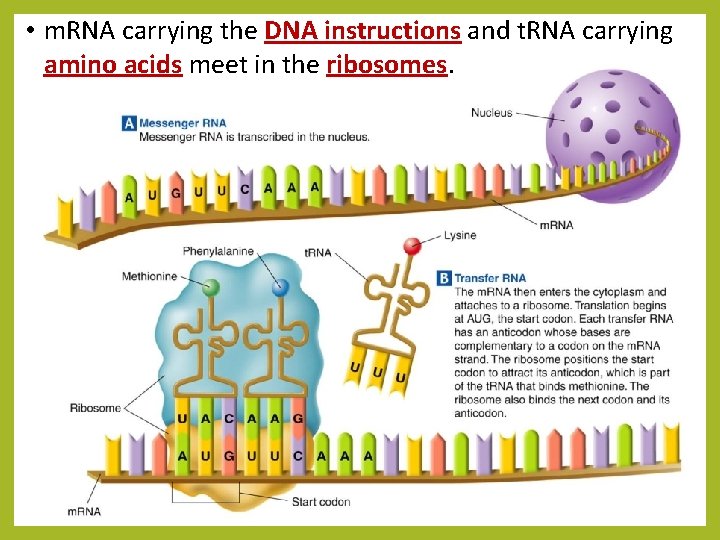  • m. RNA carrying the DNA instructions and t. RNA carrying amino acids