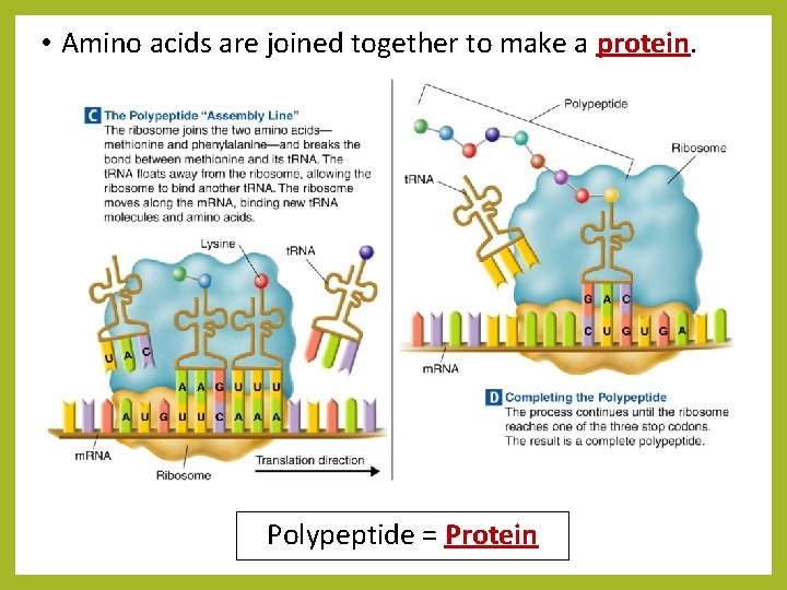  • Amino acids are joined together to make a protein. Polypeptide = Protein