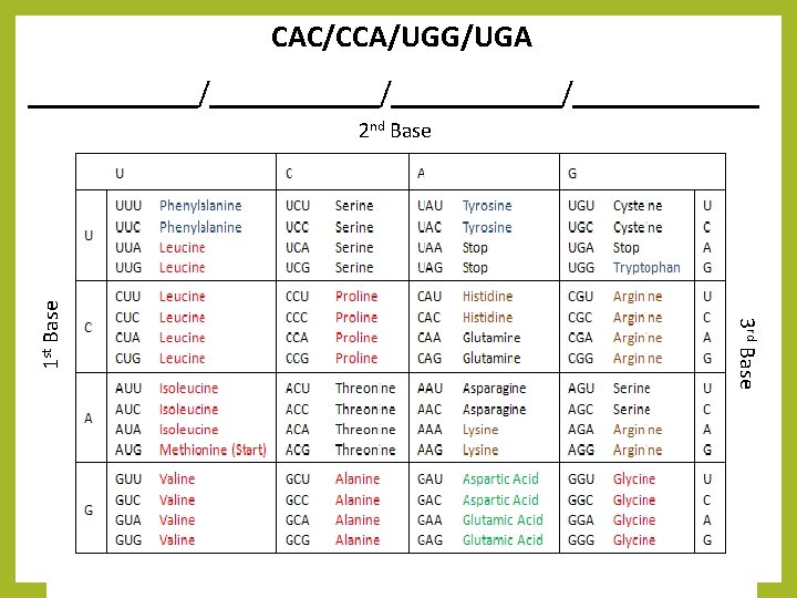CAC/CCA/UGG/UGA ___________/______/______ 3 rd Base 1 st Base 2 nd Base 
