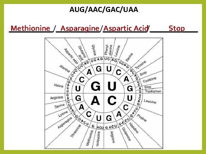 AUG/AAC/GAC/UAA Methionine Asparagine Aspartic Acid Stop ___________/______/______ 