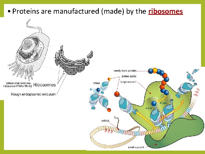  • Proteins are manufactured (made) by the ribosomes 