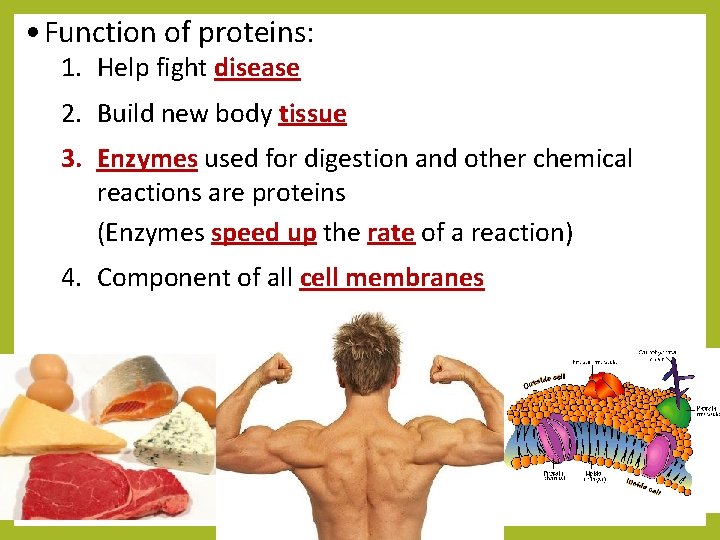  • Function of proteins: 1. Help fight disease 2. Build new body tissue