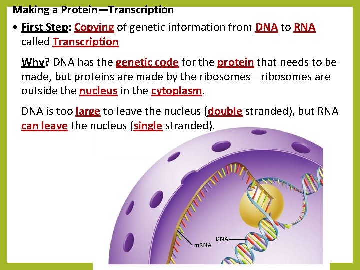 Making a Protein—Transcription • First Step: Copying of genetic information from DNA to RNA