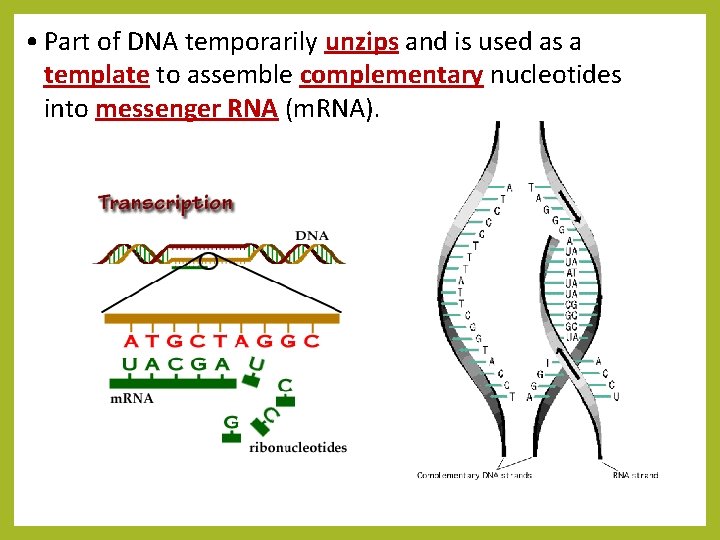  • Part of DNA temporarily unzips and is used as a template to