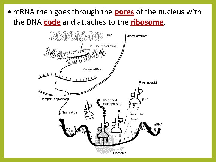  • m. RNA then goes through the pores of the nucleus with the