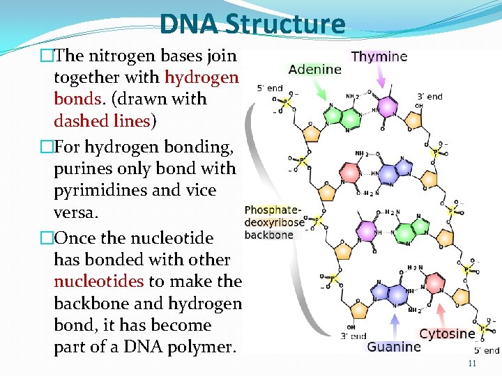 DNA Structure �The nitrogen bases join together with hydrogen bonds. (drawn with dashed lines)