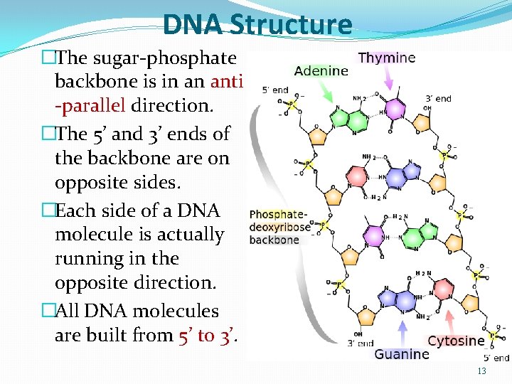 DNA Structure �The sugar-phosphate backbone is in an anti -parallel direction. �The 5’ and