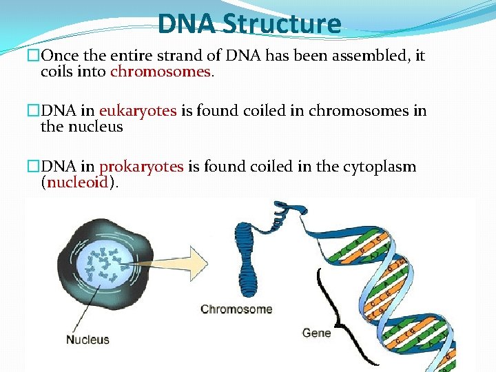 DNA Structure �Once the entire strand of DNA has been assembled, it coils into