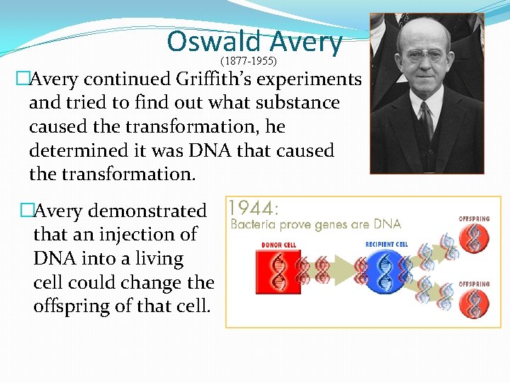 Oswald Avery (1877 -1955) �Avery continued Griffith’s experiments and tried to find out what