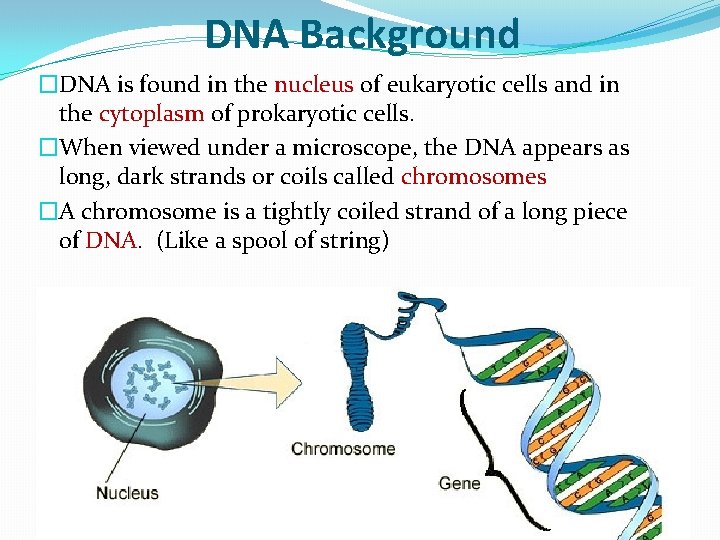 DNA Background �DNA is found in the nucleus of eukaryotic cells and in the
