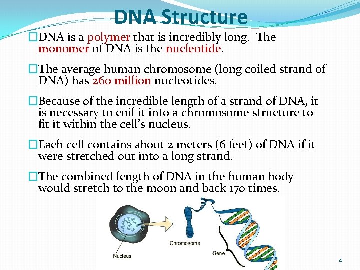 DNA Structure �DNA is a polymer that is incredibly long. The monomer of DNA