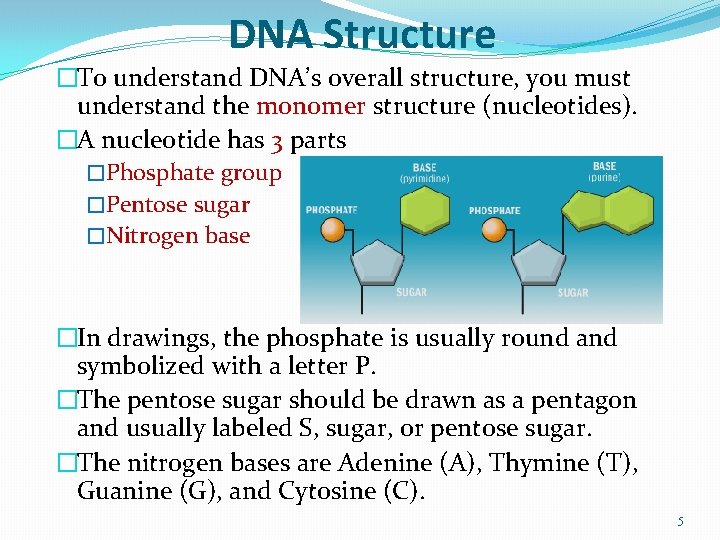 DNA Structure �To understand DNA’s overall structure, you must understand the monomer structure (nucleotides).
