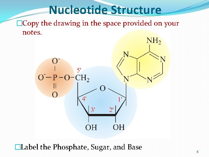 Nucleotide Structure �Copy the drawing in the space provided on your notes. �Label the