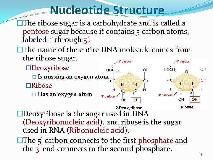 Nucleotide Structure �The ribose sugar is a carbohydrate and is called a pentose sugar