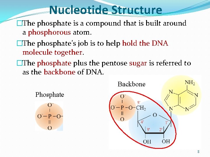 Nucleotide Structure �The phosphate is a compound that is built around a phosphorous atom.