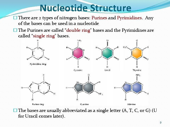 Nucleotide Structure � There are 2 types of nitrogen bases: Purines and Pyrimidines. Any