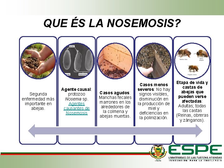 QUE ÉS LA NOSEMOSIS? Segunda enfermedad más importante en abejas. Agente causal: protozoo Nosema