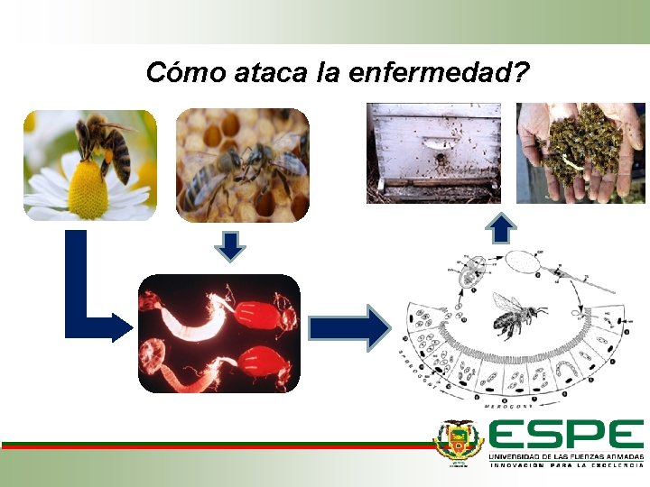 Cómo ataca la enfermedad? Cómo ataca la enfermedad?