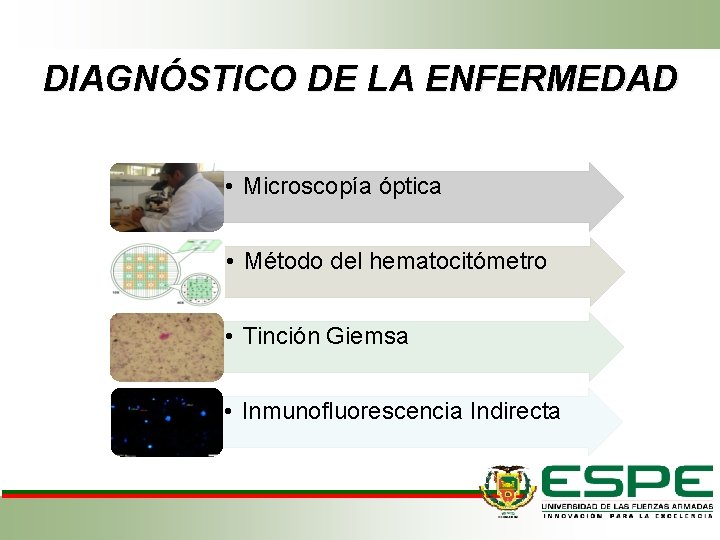 DIAGNÓSTICO DE LA ENFERMEDAD • Microscopía óptica • Método del hematocitómetro • Tinción Giemsa