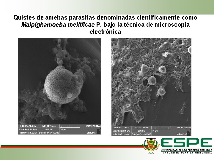 Quistes de amebas parásitas denominadas científicamente como Malpighamoeba mellificae P. bajo la técnica de