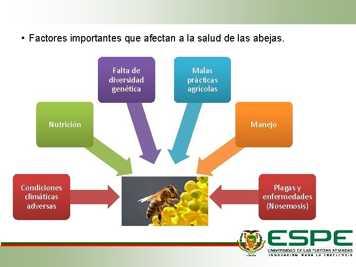 • Factores importantes que afectan a la salud de las abejas. Falta de • Factores importantes que afectan a la salud de las abejas. Falta de