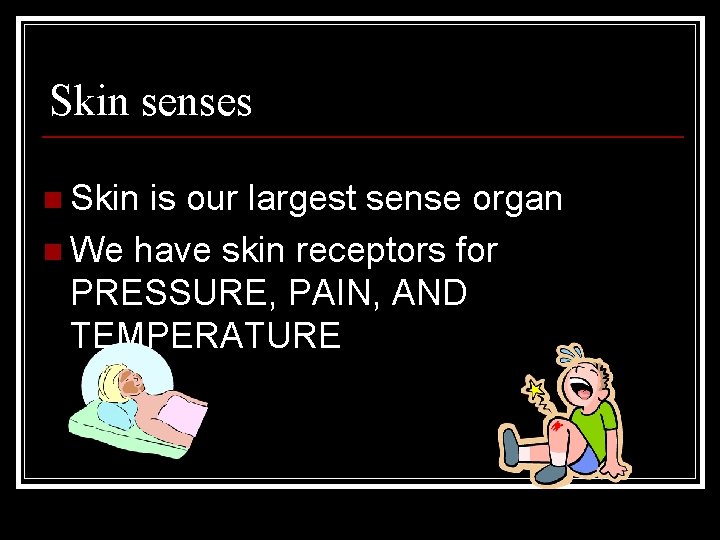Skin senses n Skin is our largest sense organ n We have skin receptors