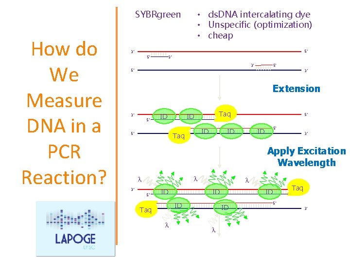  • ds. DNA intercalating dye • Unspecific (optimization) • cheap SYBRgreen How do