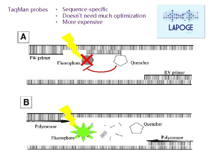 Taq. Man probes • Sequence-specific • Doesn´t need much optimization • More expensive 