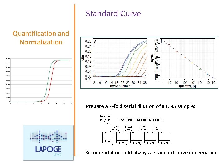 Standard Curve Quantification and Normalization Prepare a 2 -fold serial dilution of a DNA