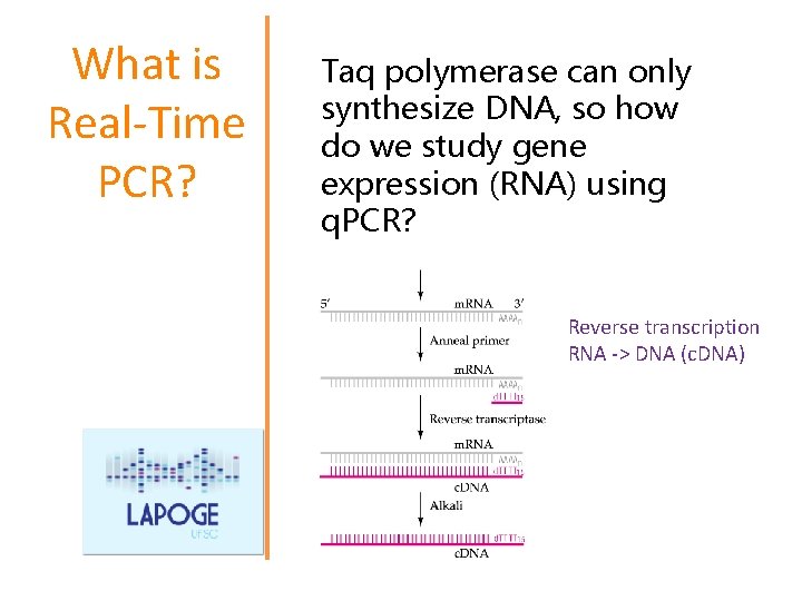 What is Real-Time PCR? Taq polymerase can only synthesize DNA, so how do we